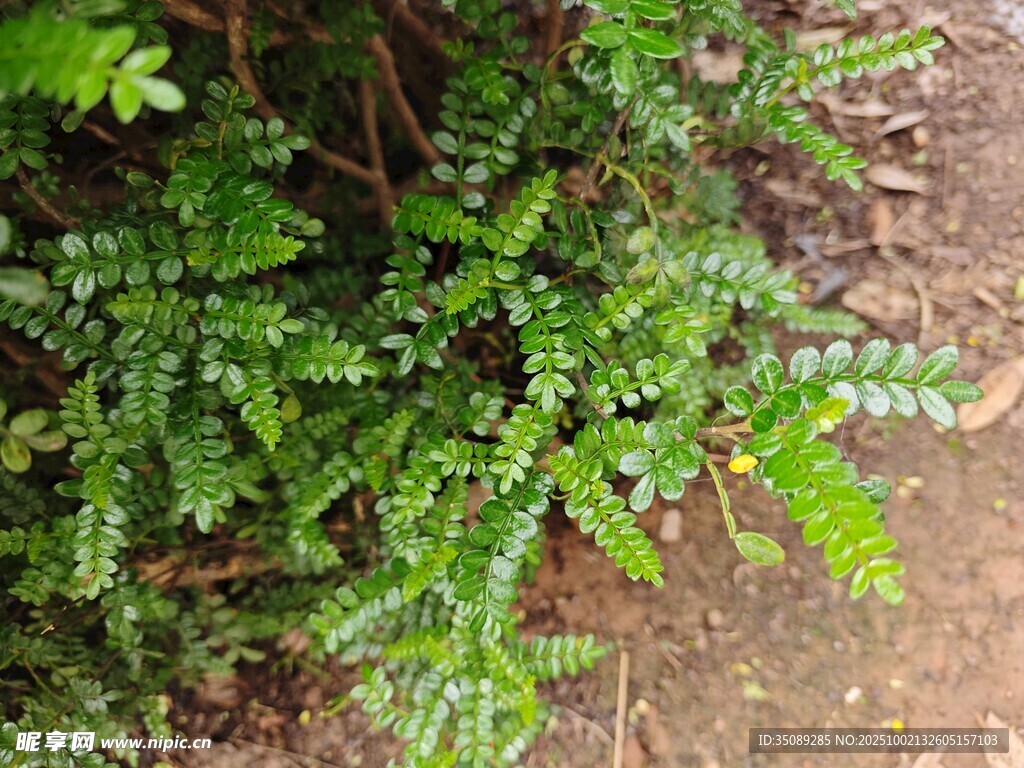 翠綠繁茂的地面植物