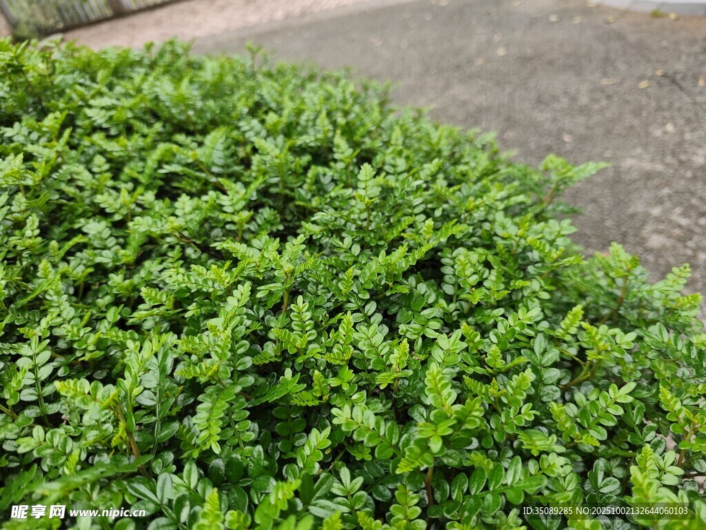 翠綠繁茂的低矮灌木叢
