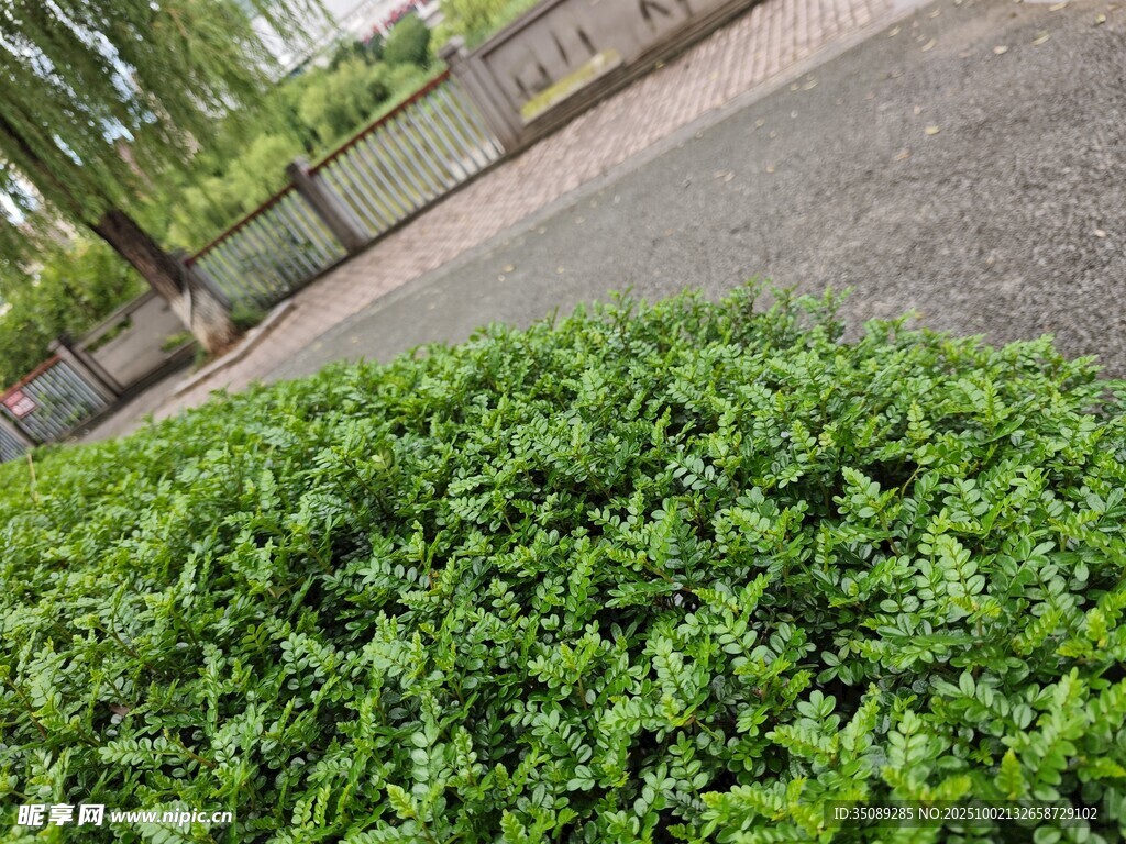 翠綠繁茂的低矮植物景觀
