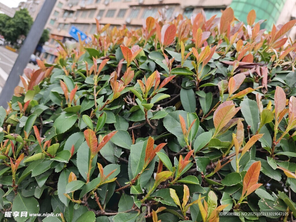 多彩葉片的茂盛綠植