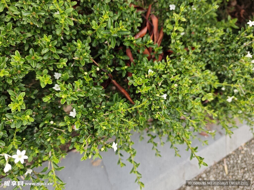 綠葉白花植物景觀