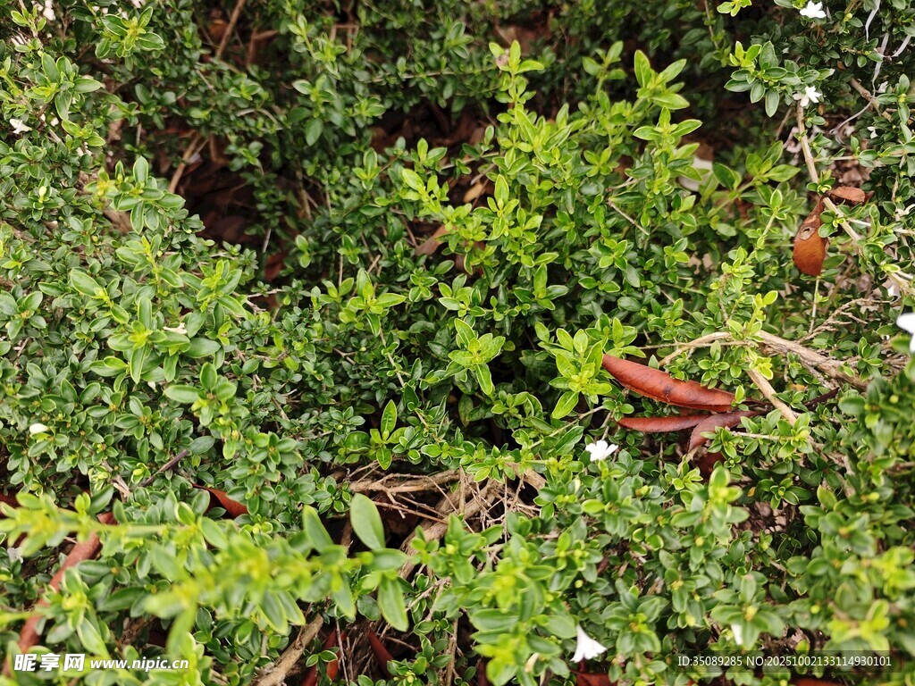綠葉間的紅色果實(shí)
