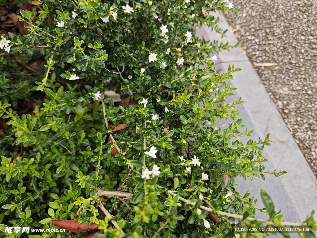 路邊繁茂的白色小花綠植
