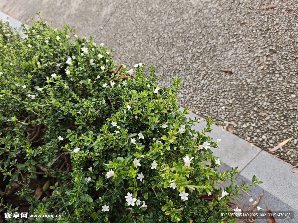 路邊翠綠灌木與白色小花