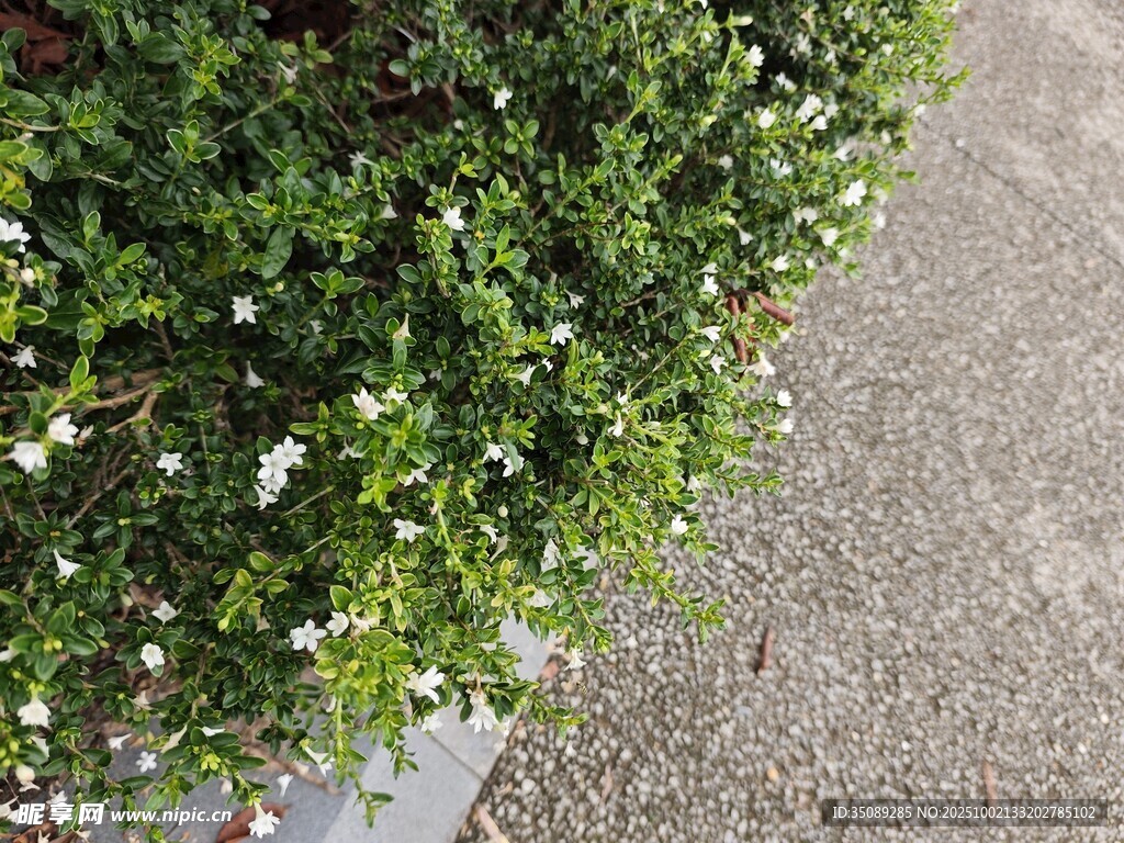 路邊綠植與白色小花