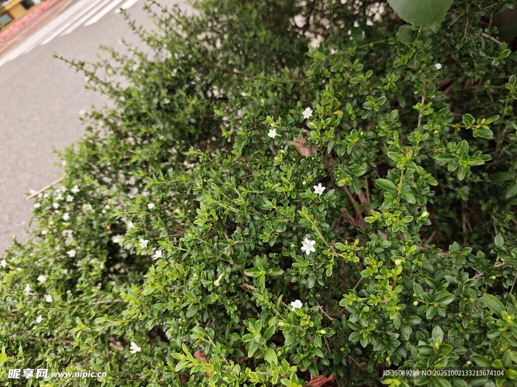 綠葉繁茂的清新植物景觀