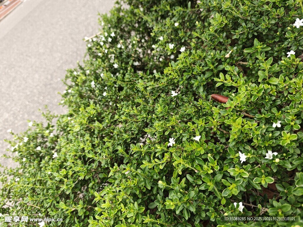 綠葉叢中點點白花