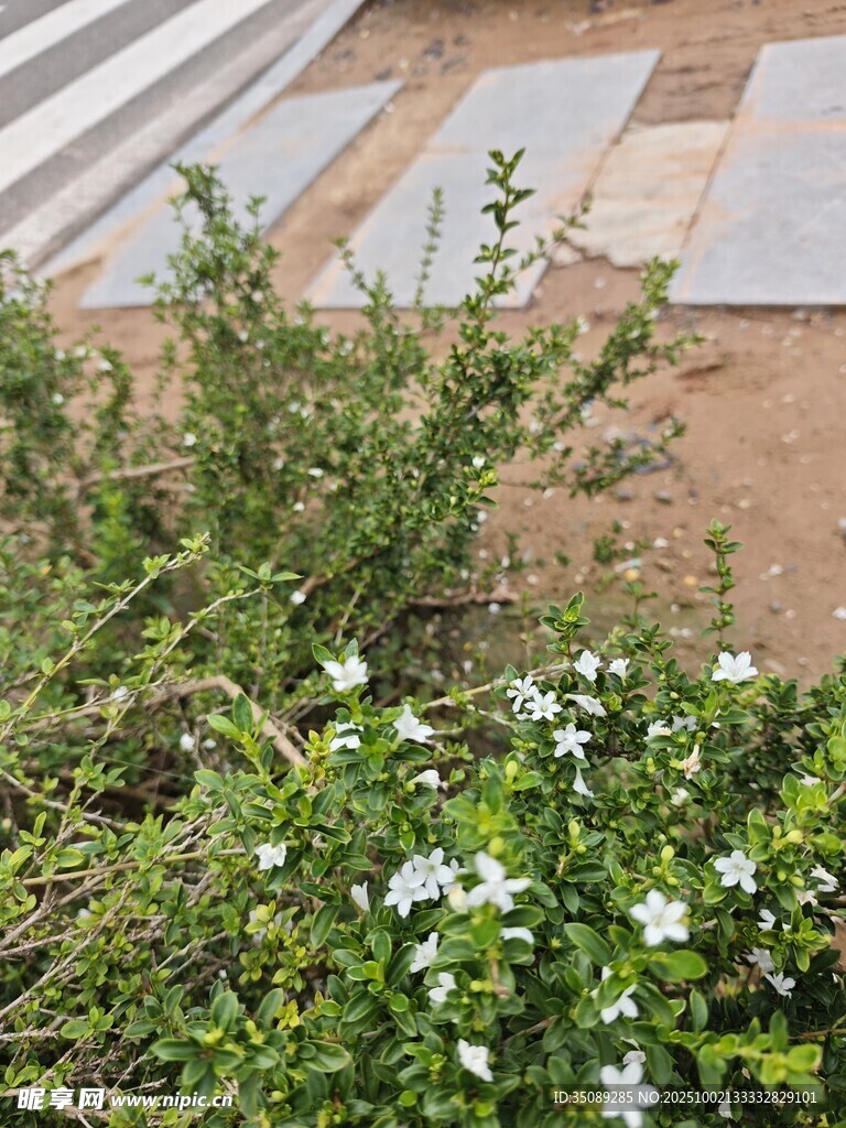 庭院綠植白花點(diǎn)綴