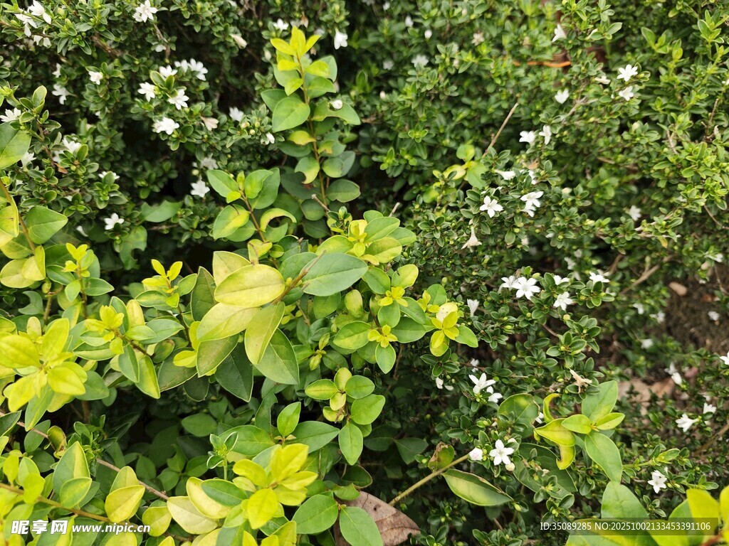 綠葉白花的繁茂植物景觀