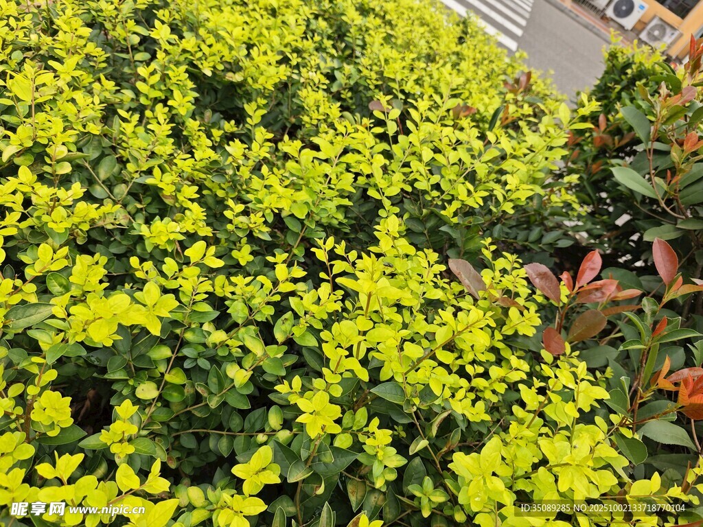 金黃繁茂植物景觀