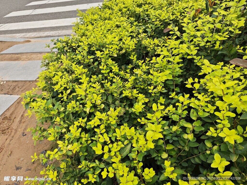 金黃繁茂綠植景觀