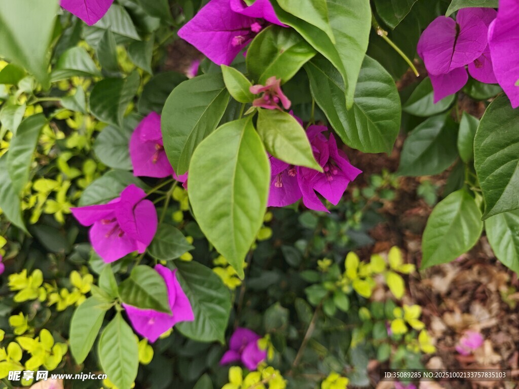 艷麗三角梅與綠葉黃花