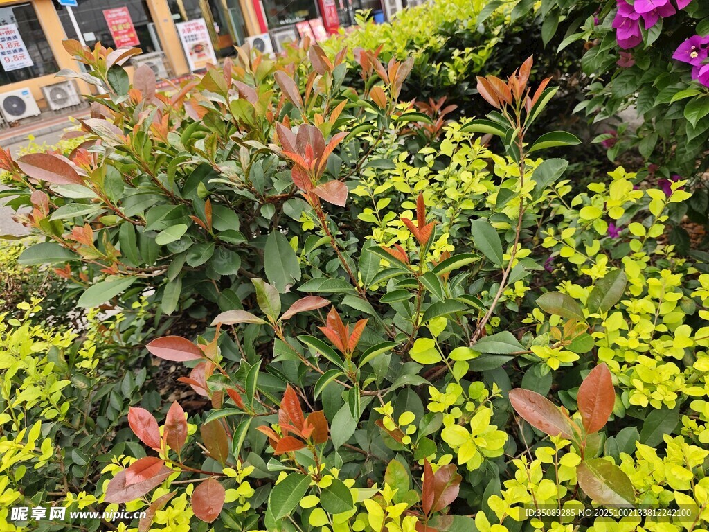 多彩花卉景觀