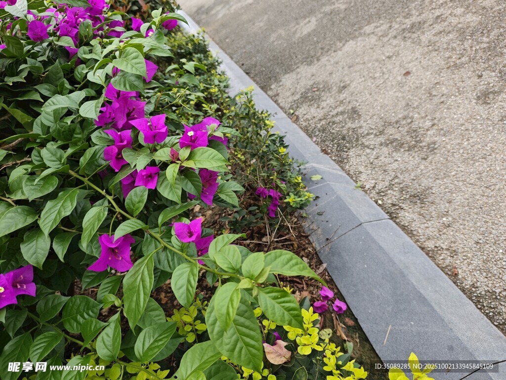 路邊綻放的艷麗紫色花卉
