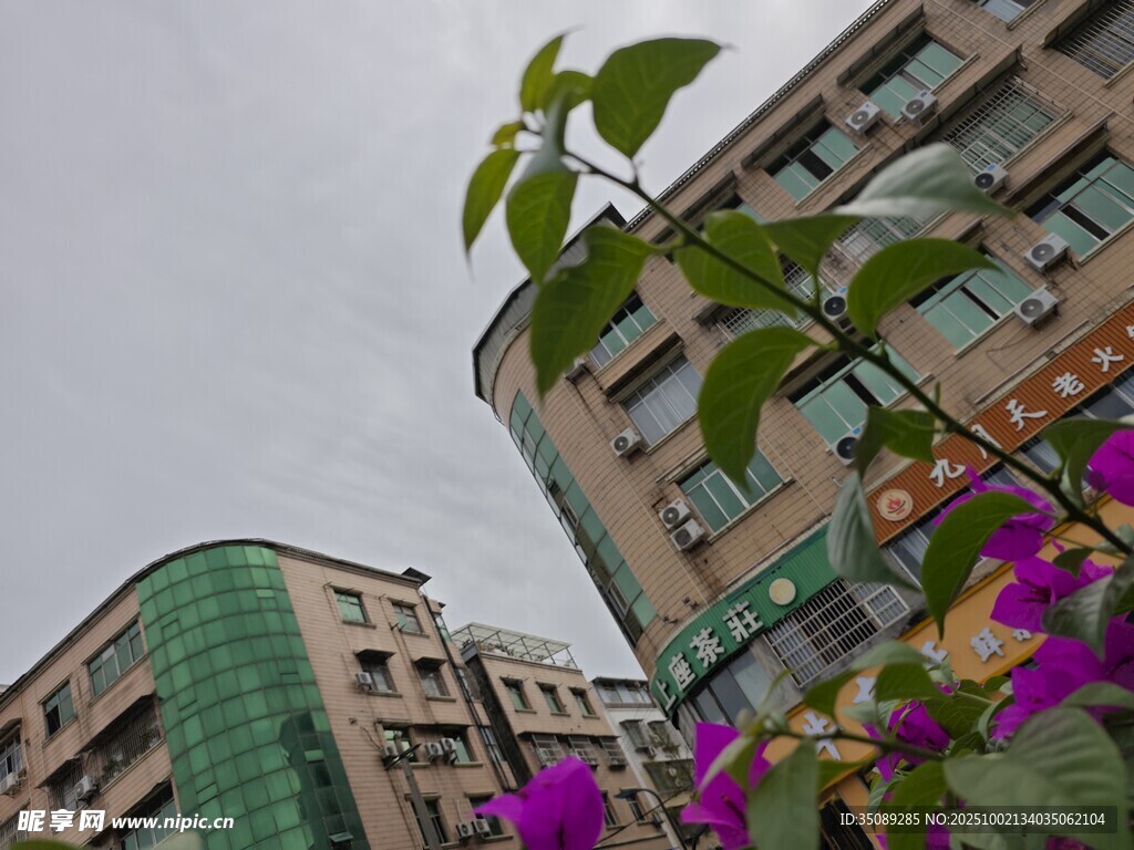 城市中綻放的綠植與建筑