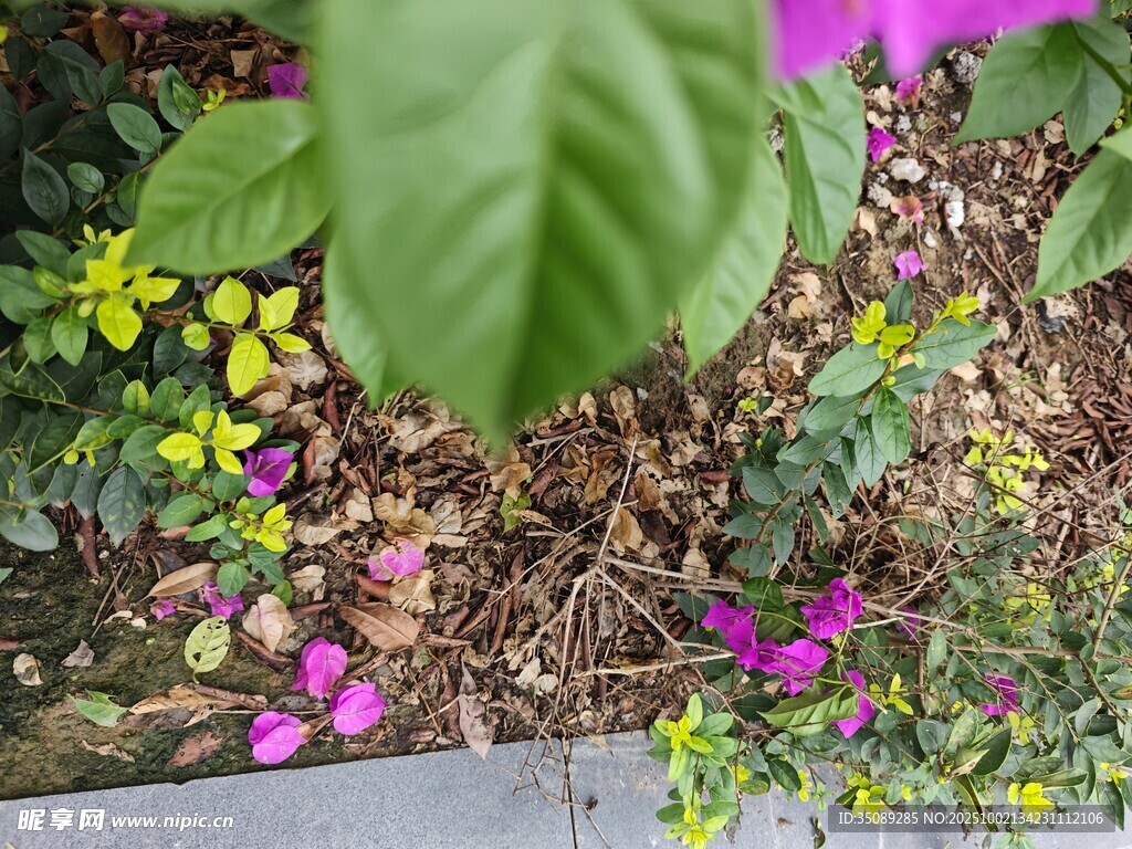 多彩花卉與綠葉的自然景致