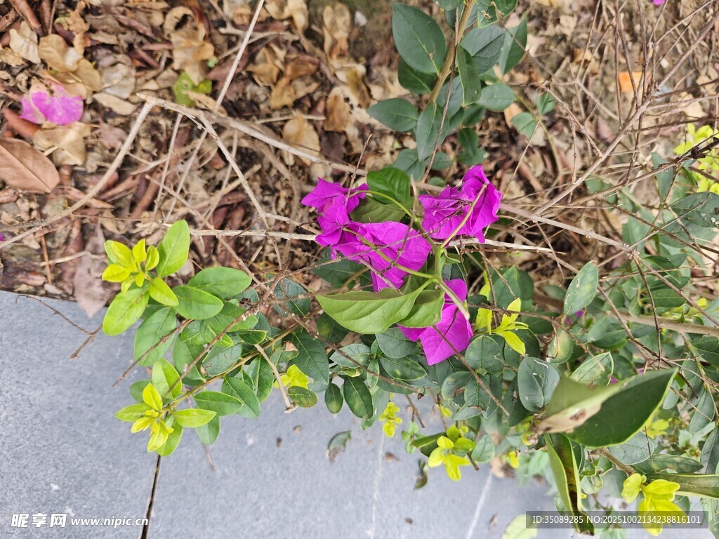 路邊綻放的多彩花卉