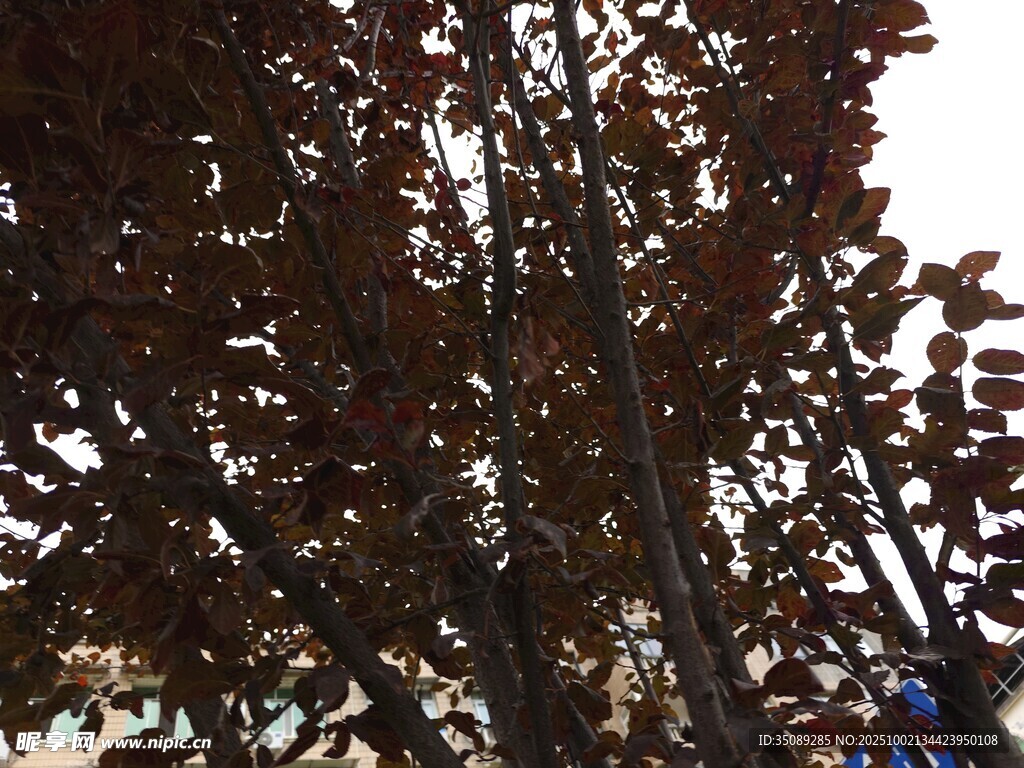 秋日紅葉樹木景觀