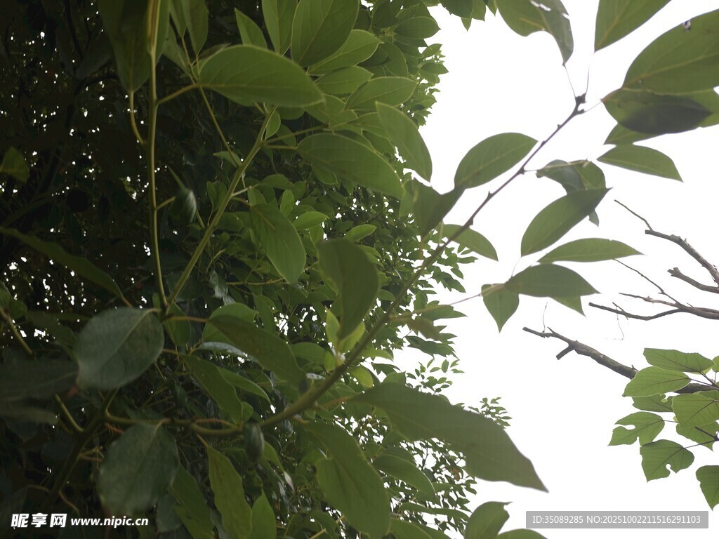 綠葉婆娑盡顯自然生機