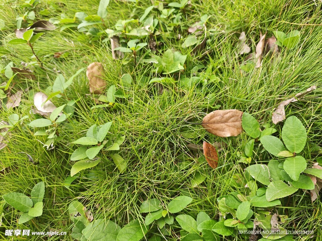 林間粉色花朵與翠綠植被