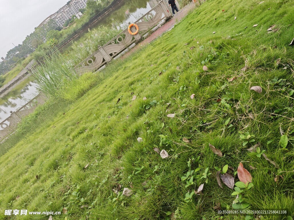 翠綠草地生機(jī)盎然小景