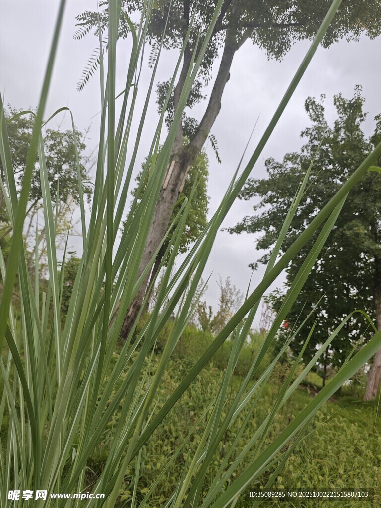 野外蔥郁的高大綠色植物