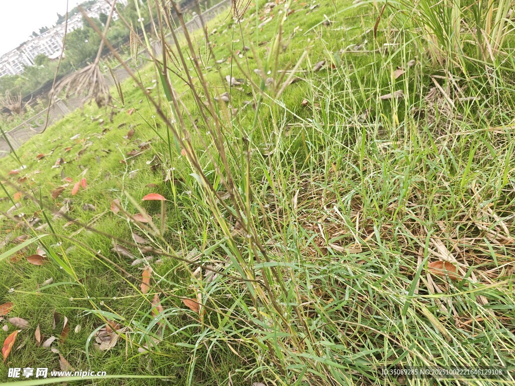 野外叢生的綠色野草