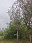 郊外樹木與綠植景觀