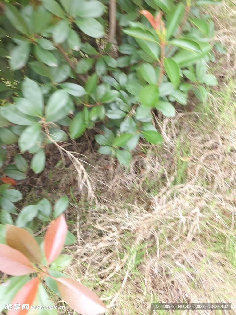 綠葉與枯草交織的自然景