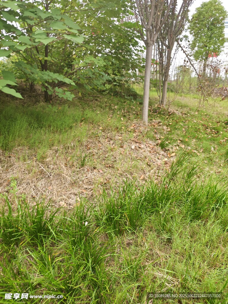 戶外草地樹(shù)木自然景象