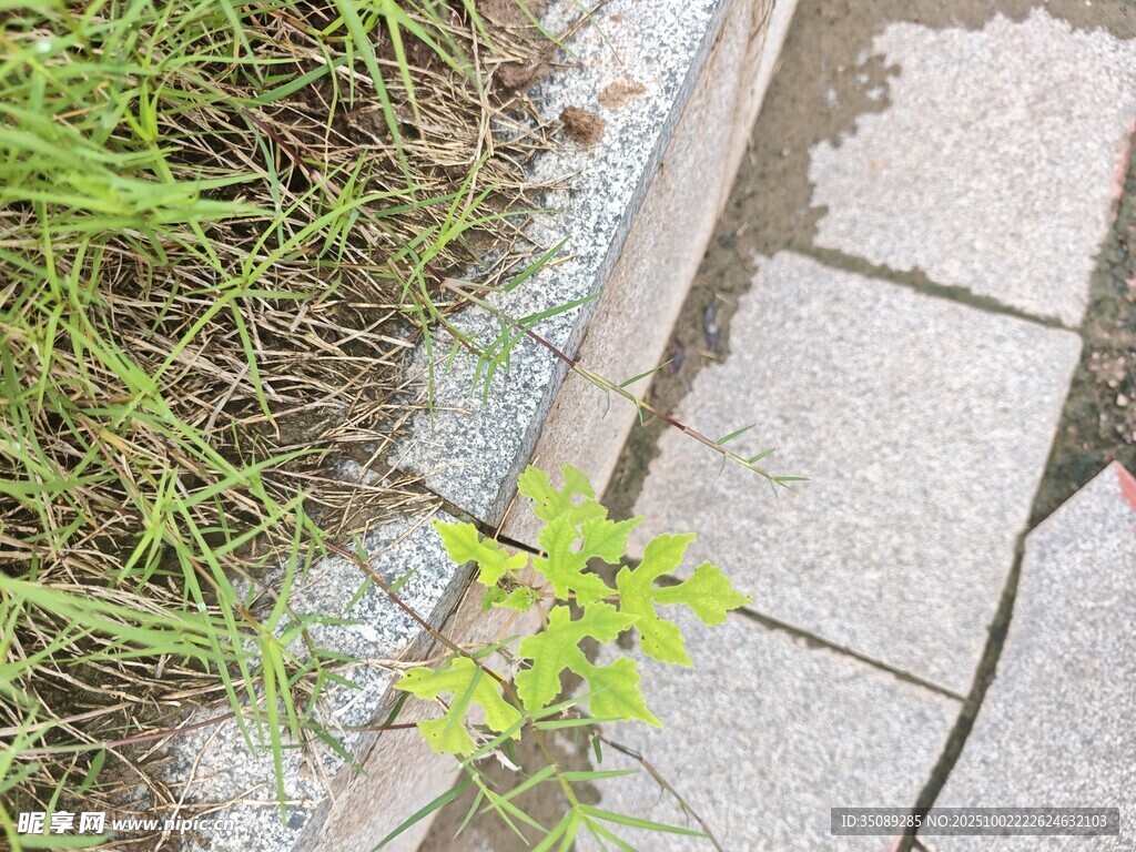 石縫中頑強(qiáng)生長的小綠植