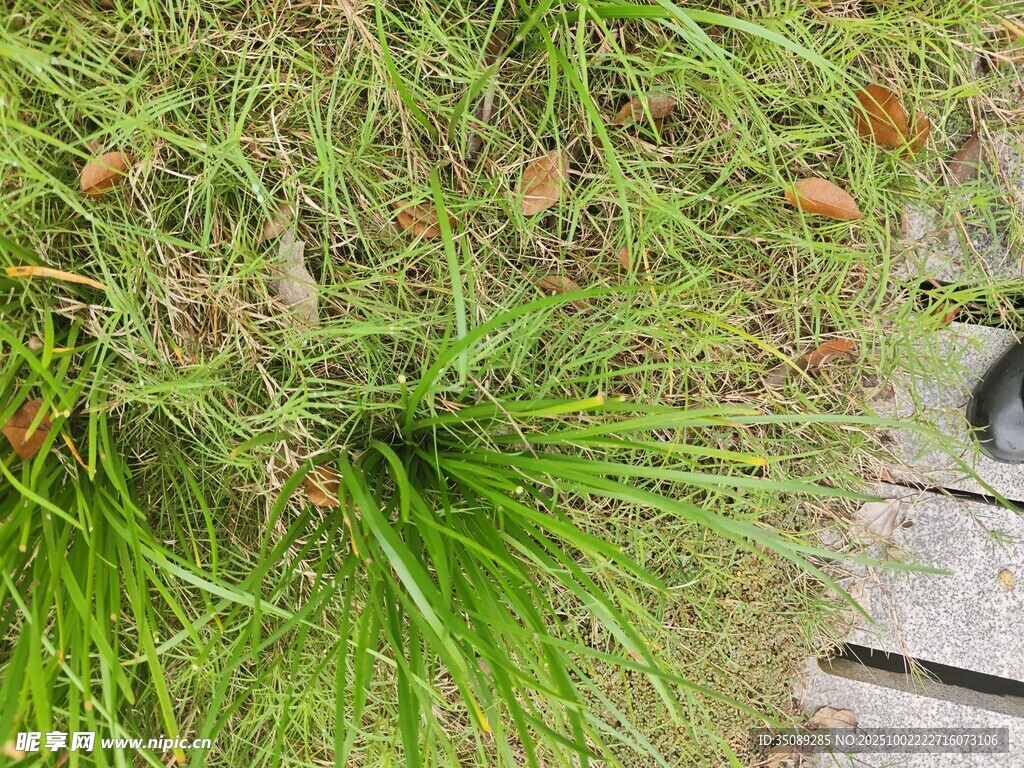 草地邊的綠植與木質(zhì)邊緣