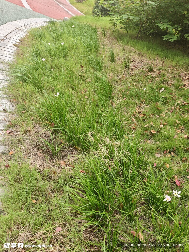 路邊茂盛的綠色草地