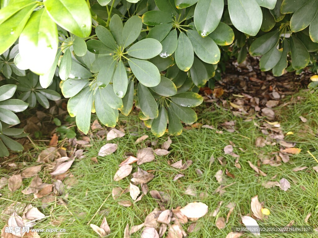 綠葉覆青苔落葉添景致