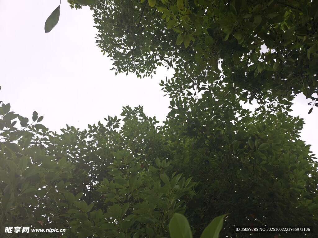 仰視繁茂綠樹樹冠