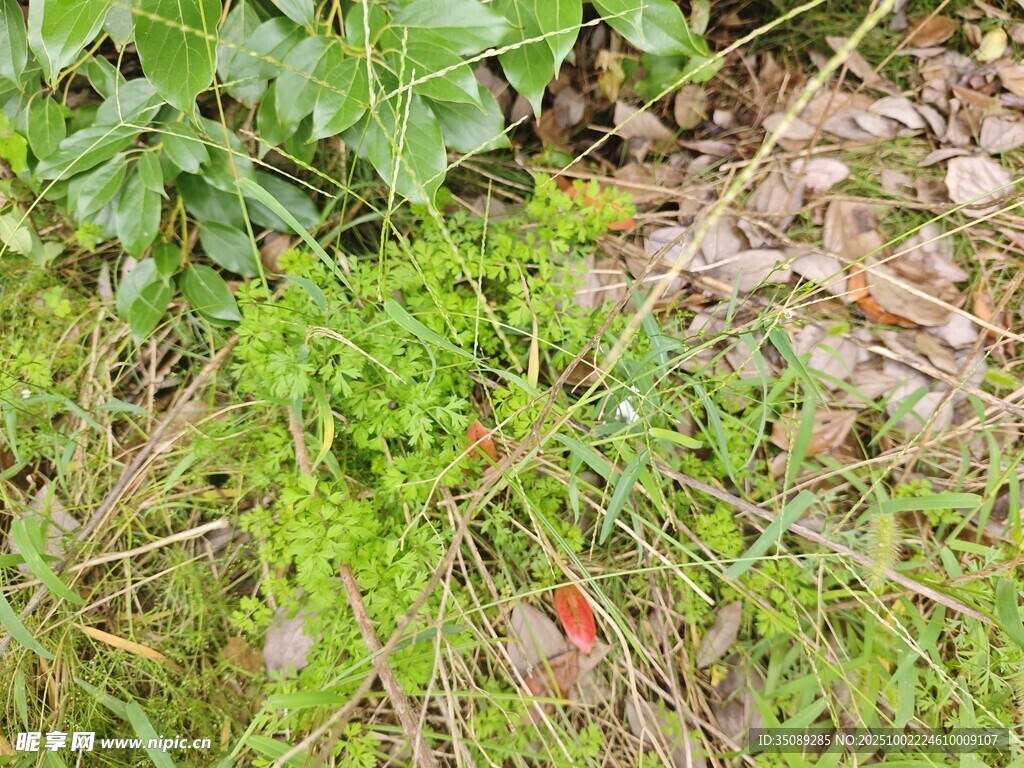 草叢中的綠色植物