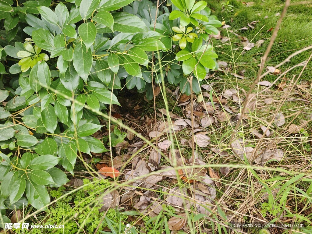 地面的綠植與散落石塊