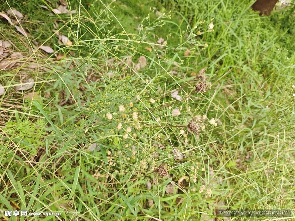 翠綠草地生機(jī)盎然