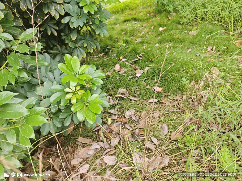 綠意盎然的自然草地場景