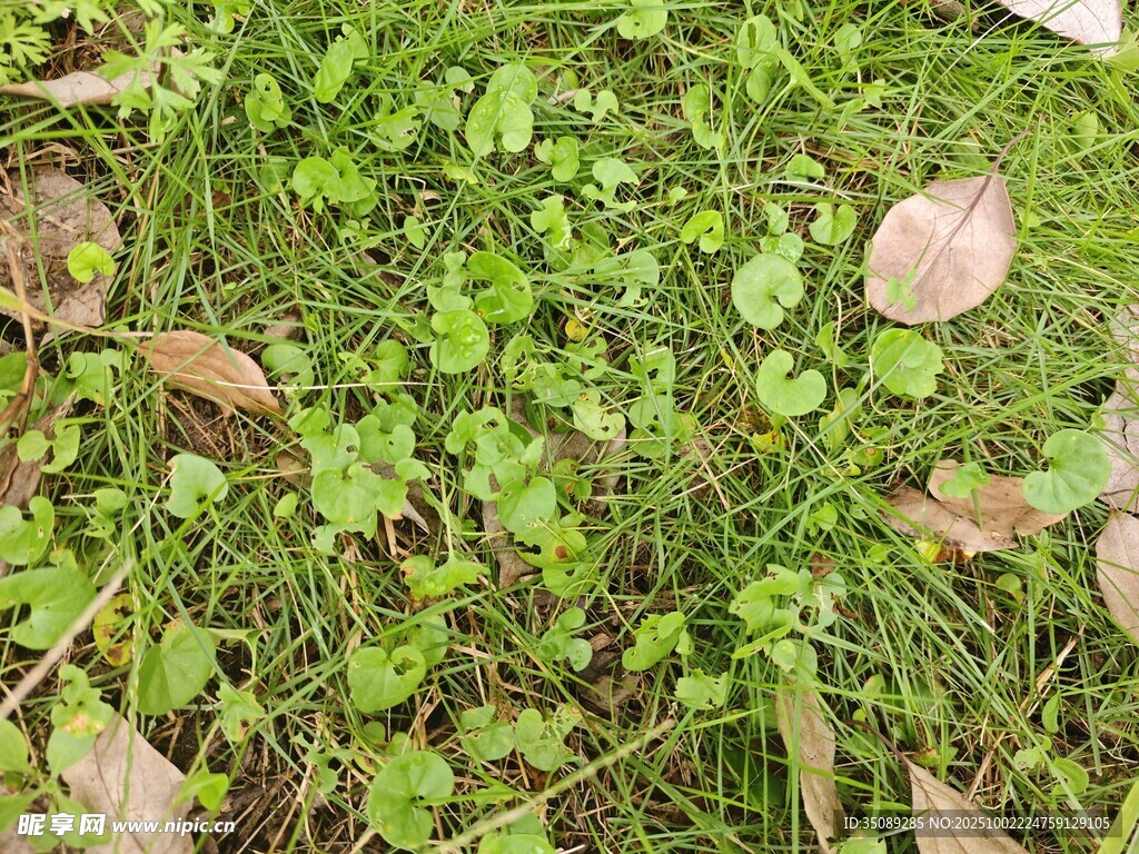 嫩綠草地與散落枯葉