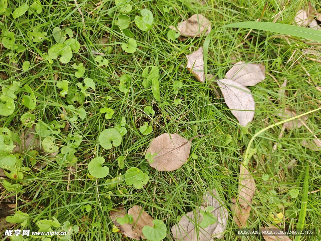 草地上的蘑菇與綠植