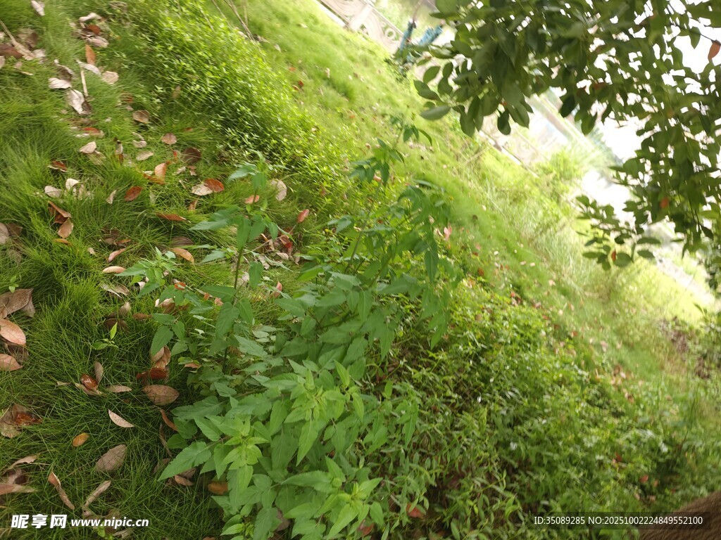 綠意盎然的自然植物景觀