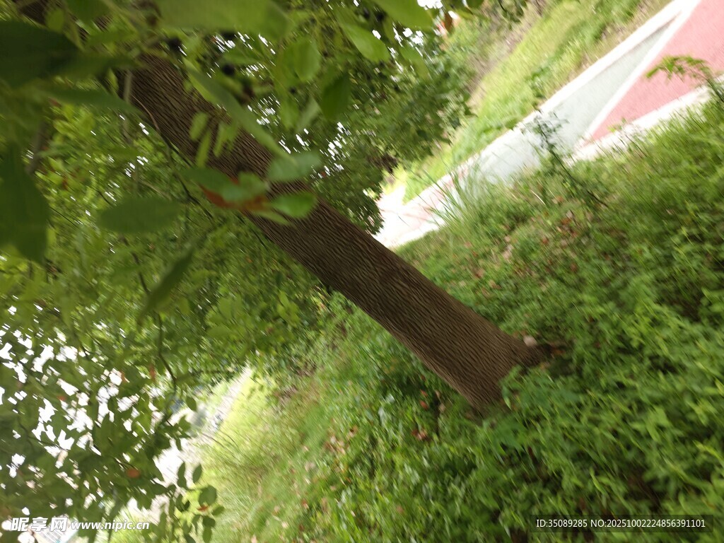 繁茂大樹(shù)下的綠意景致