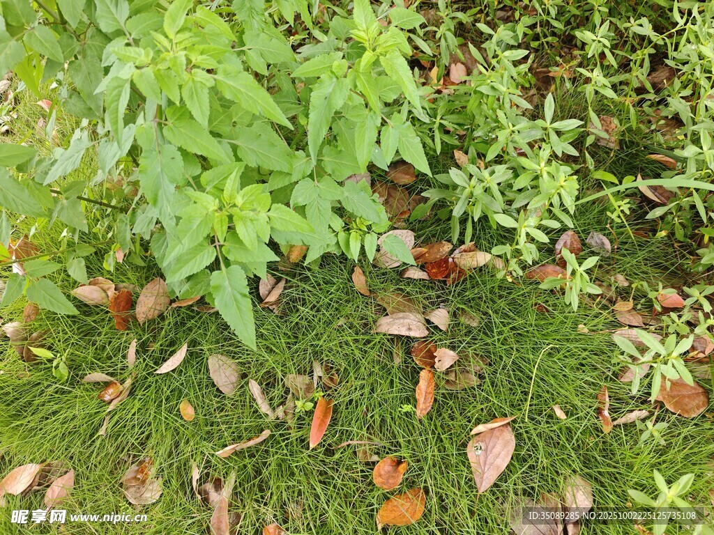 地面綠植與散落枯葉