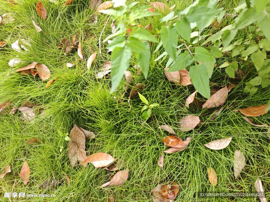 草地間散落的枯黃樹葉