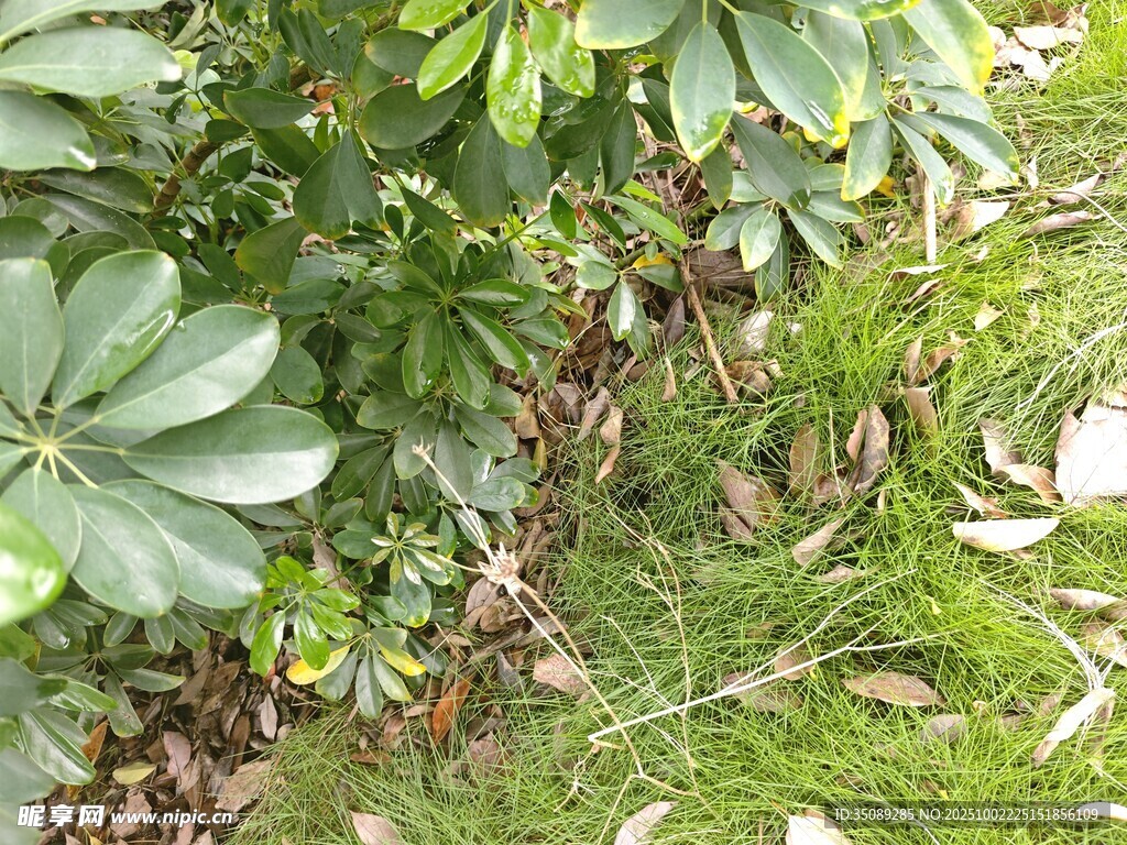 綠葉叢生的地面植物景象