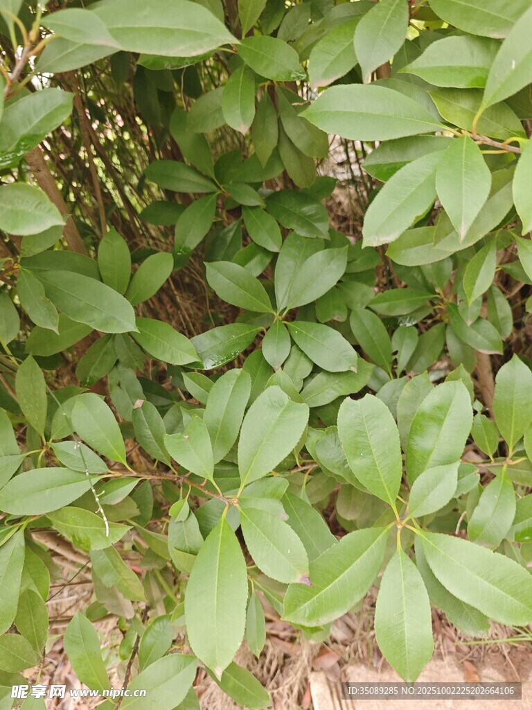綠葉叢生的植物景觀