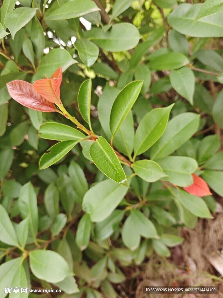 綠葉間的紅嫩葉片