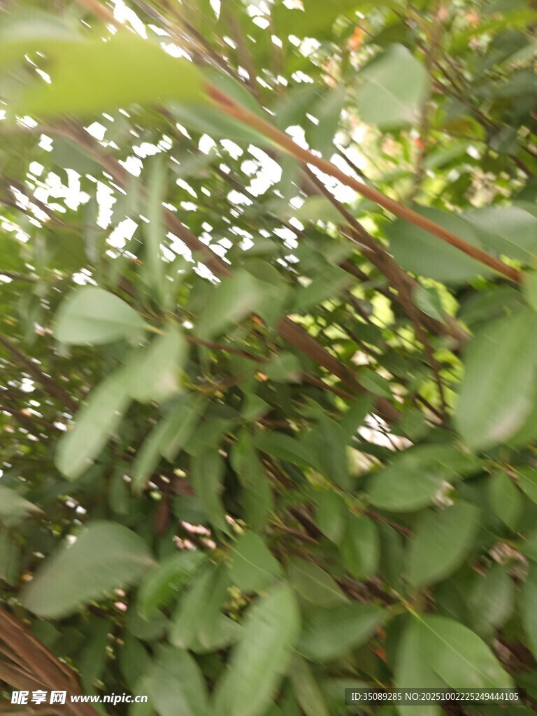綠葉繁茂的樹枝特寫