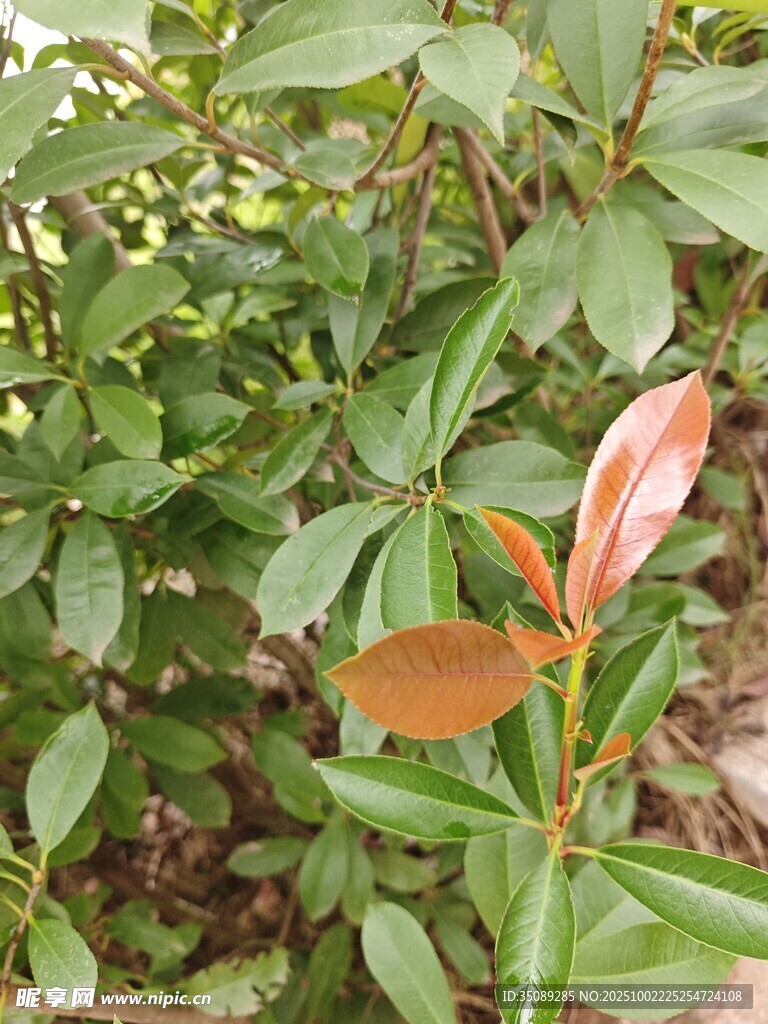 綠葉叢中一抹艷色花朵